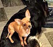 Our dog Chiquita on the dog Alexis