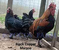 Black Copper Marans