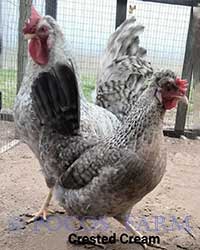 Crested Cream Legbars