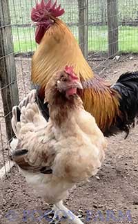 Wheaten Marans