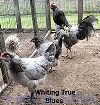 Whiting True Blue